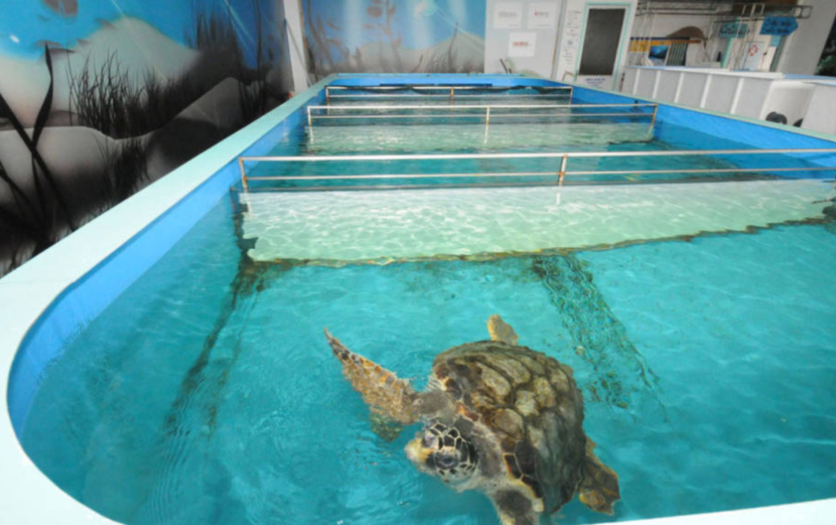 La Fondazione Cetacea nella Riviera Romagnola